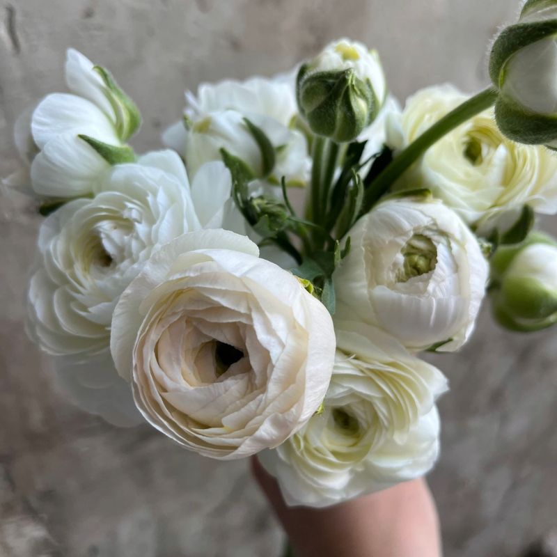 White and cream ranunculus grown in West Bend, Wisconsin